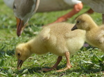 FZ028542 Goslings in grass.jpg